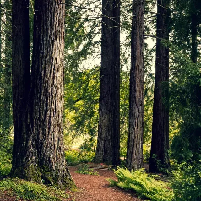 A tranquil place in the Berkeley hills.